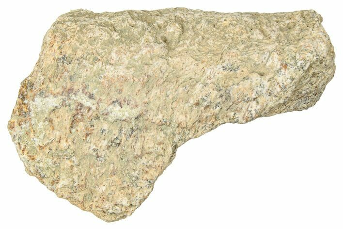 Dinosaur (Triceratops) Frill Shield Section - Montana #330165